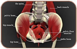 female pelvic floor